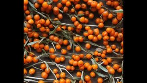 ОБЛЕПИХА -Чудо Ягода! Такого вы не знали про ОБЛЕПИХУ