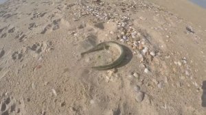 Ловля саргана в Черном море (Благовещенская)
