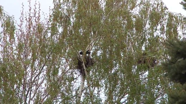 Birds - HD Video by Sony HX5V смотреть онлайн