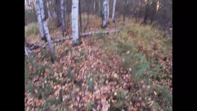 Как найти сувель,кап в лесу.Реальное видео. смотреть онлайн