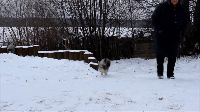 ЩЕНКИ КЕЕСХОНДА ПИТОМНИКА АЛМАЗНЫЙ ИСТОЧНИК смотреть онлайн