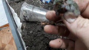 Ремонтантная Ежевика Блек джем испытание на морозостойкость.