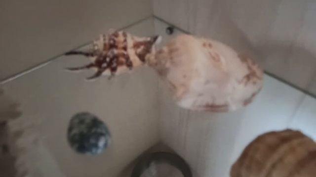 ракушки и морские звезды с черного моря смотреть онлайн