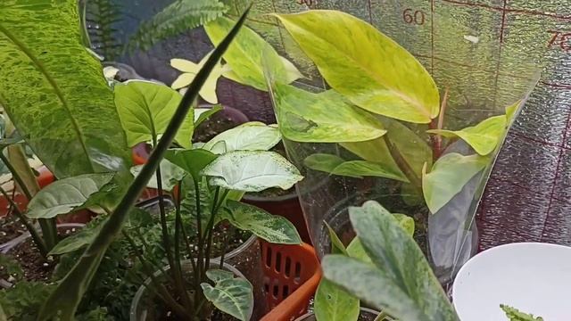 Филодендрон Веррукозум (бородавчатый)/обзор стеллажа смотреть онлайн