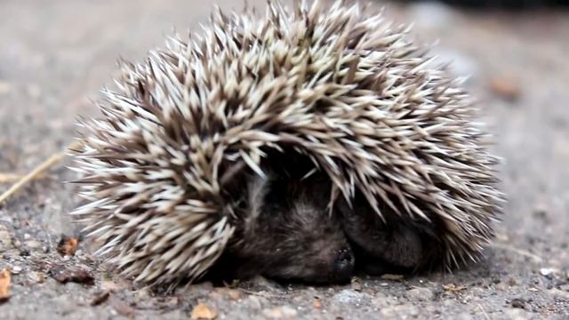 Что снится ёжику? смотреть онлайн