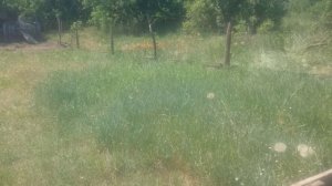 Строительство загона для свиней