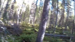 Осенняя охота на глухаря.Охота на рябчика с мелкашкой