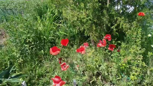 Мои будни. Цветы на даче. смотреть онлайн