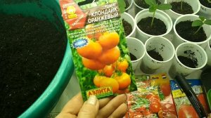 Посев семян томатов на рассаду без пикировки...