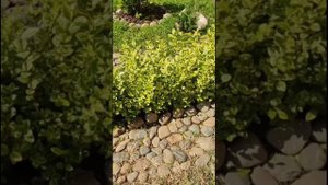 формирование бордюра из вариегатной бирючины... вариегатные бересклеты в бонус 😜😜😜... 3.06.2023г.
