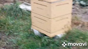 Осыпь клеща после обработки пчёл бипином