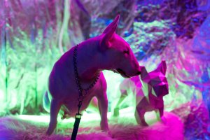 Любовь к собакам придет после просмотра данного видео !