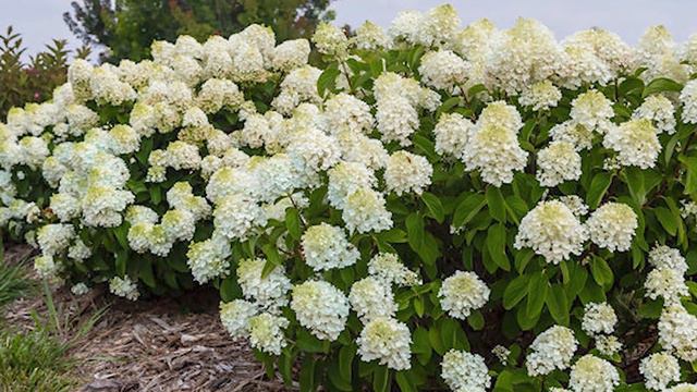 5 Hydrangeas that are Worth the Hype | NatureHills.com смотреть онлайн