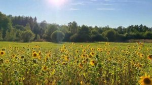 Стихи / Эдуард Асадов / Они студентами были