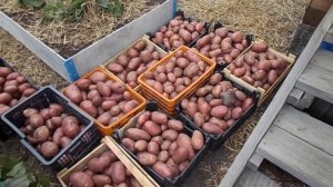 Картофель под соломой (урожай 2021 года, г. Тюмень)