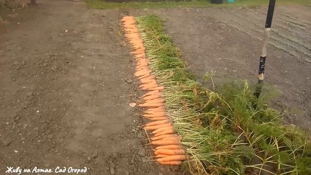 Почему морковь растёт корявой и уродливой. Как вырастить ровную красивую морковь. смотреть онлайн