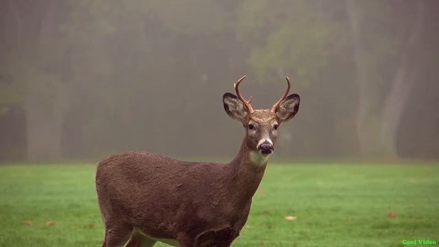 Олень, очень красивый - Deer