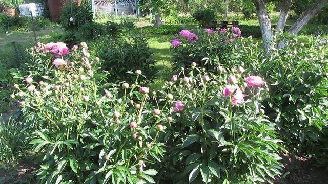 цветы дача 2014 4 смотреть онлайн