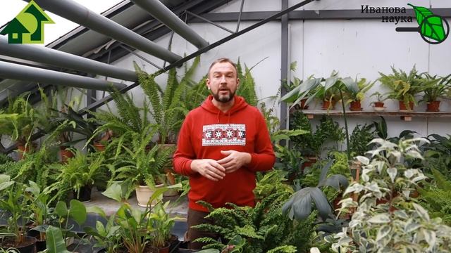 САМЫЙ ПРОСТОЙ КАЛЬКУЛЯТОР СРОКОВ ПОСЕВА СЕМЯН НА РАССАДУ. Возраст - наше ВСЁ! смотреть онлайн