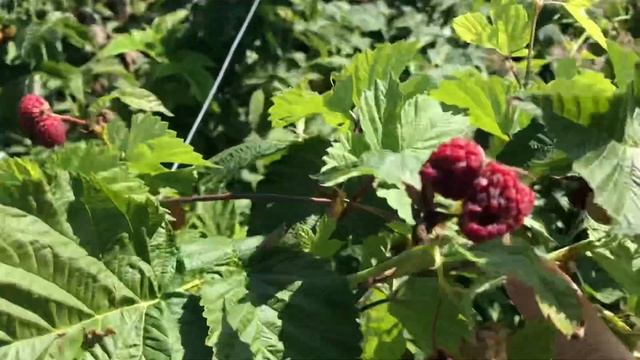 Малина Самохвал на жаре 30+. смотреть онлайн