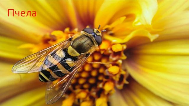 Видеоурок родиноведение 2кл.(Весна-праздник природы) смотреть онлайн