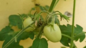 Tomato (Solanum lycopersicum)