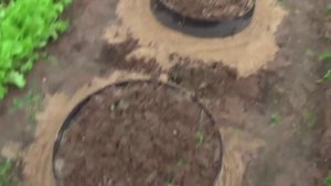 Грядки из старых покрышек. Результат через месяц