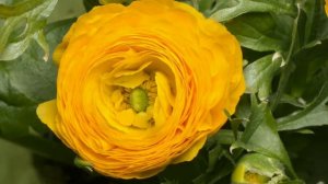 YELLOW ROSE BLOOMING VIDEO in HD 1080p-BEAUTIFUL NATURE-BEAUTIFUL WORLD