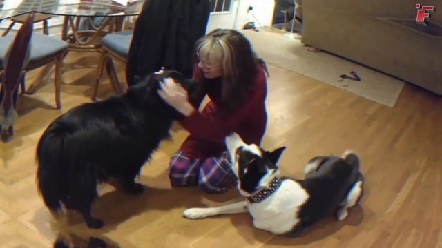 Самые Ревнивые Животные смотреть онлайн