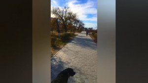 Переезд из России в Казахстан с собакой