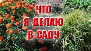 И опять жара. Что я делаю в саду?