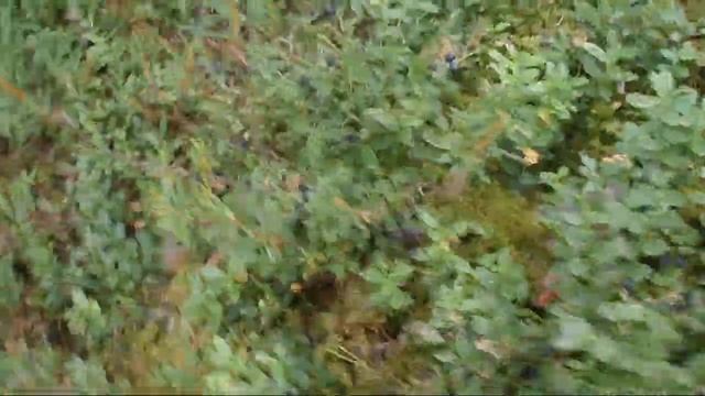 Комбайн для сбора ягод черники, брусники, голубики, клюквы смотреть онлайн