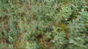 Комбайн для сбора ягод черники, брусники, голубики, клюквы