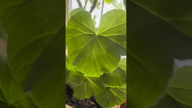 Мои герани в феврале#органическоеземледелие смотреть онлайн