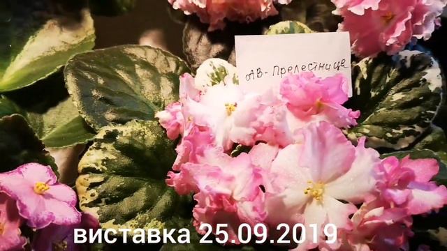 Столики Головатої Людмили та Мельничук Світлани. Виставка фіалок у Києві, 12.02.2020 р. Частина 6.