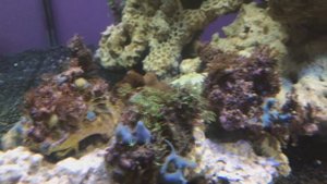 Запуск морского аквариума. Включение пенника.Первые кораллы.