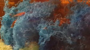 рыбка Псевдомугил Паскай, содержание и разведение, аквариумистика для всех