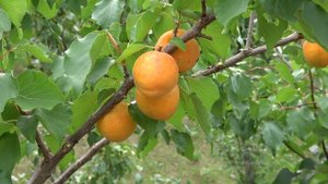 Абрикос АВИАТОР отличного сладкого вкуса
