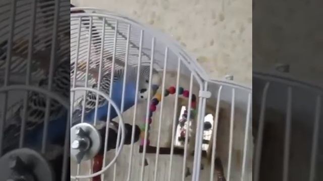 Красавчик Ричи.