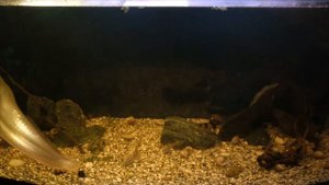 кормление арованы