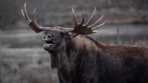 moose sound,звук лося