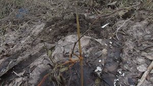 Если сломалась ежевика - что делать?