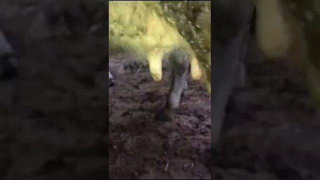 Мастер класс как нужно доить корову смотреть онлайн