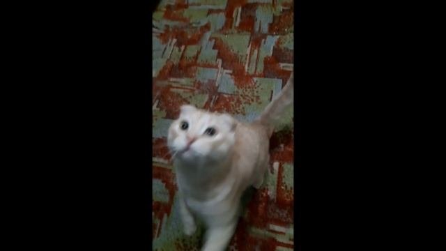 Зак