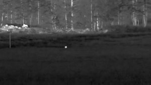 Pulsar TELOS LRF XP50 - Fallow Deer and a Piglet running around like crazy (2023)