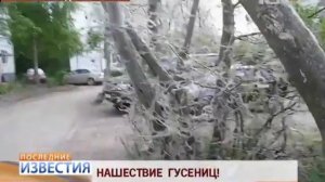 100ТВ в деревне Горбунки Ломоносовского района из за нашествия гусениц можно снимать фильмы ужасов