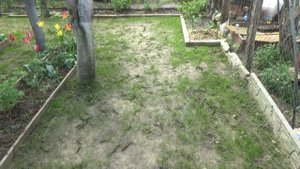 Мой газон после первого покоса