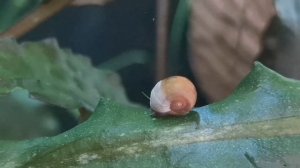 КАК И КАКОЙ ГРУНТ ВЫБРАТЬ ДЛЯ АКВАРИУМА