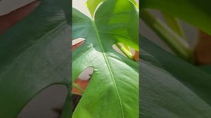 Попытка вернуть вариегатность монстере Yellow Splash