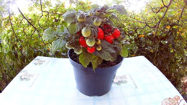 Флорида петит - Комнатный сорт томата.
